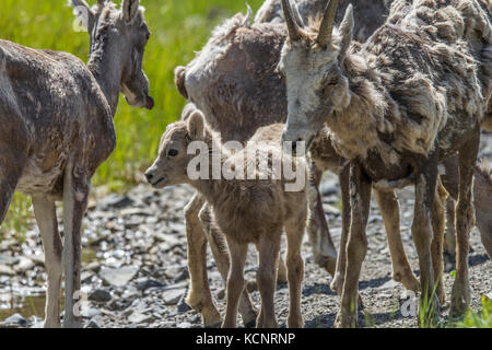 Rocky Mountain Bighorn Sheep (Ovis canadensis) Rocky Mountain Lambs and ewes  in Kananaskis Provincial Park, Alberta, Canada Stock Photo