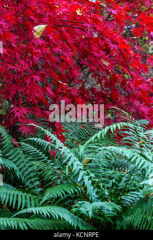 Acer palmatum, Red Japanese maple tree garden autumn leaves border, Fern leaves October fern garden border Stock Photo