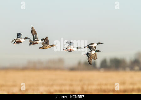 Northern Shoveler M&F (Anas clypeata) Male and female in flight. Weed Lake, Alberta, Canada. Stock Photo