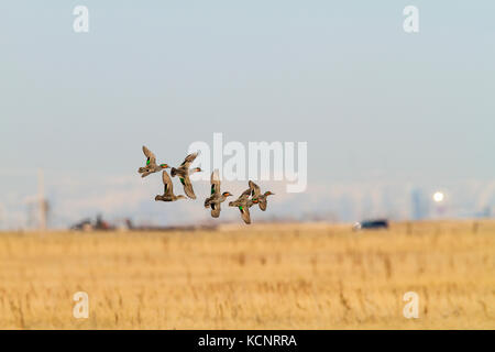 Green Winged Teal (Anas crecca) Beautiful colored, male and female, in flight, on the prairies, its natural habitat. Inverlake Road, Alberta, Canada Stock Photo