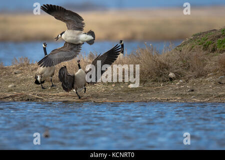 Canada Goose (Branta canadensis) Aggressively showing territorial behavior, Frank Lake, Alberta, Canada Stock Photo