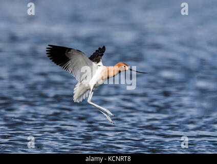 American Avocet (Recurvirostra americana) In flight, with reflection in prairie slough, colorful shorebird, Rural Alberta, Canada Stock Photo