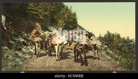 Colorado. Pack train on mountain road LCCN2008678066 Stock Photo