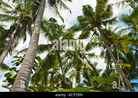 Coconut palm trees against the sky, the bottom view Stock Photo