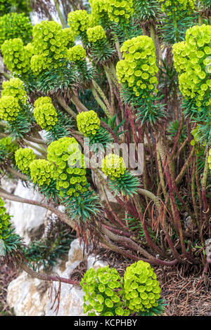 Euphorbia characias Wulfenii, Mediterranean spurge Stock Photo