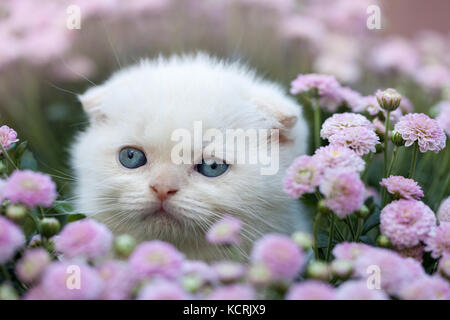 Cute little white scottish fold kitten sitting in flower Stock Photo