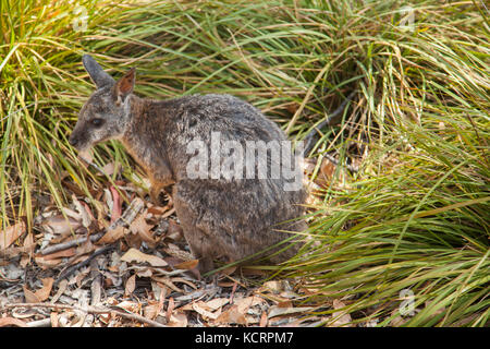 Wallaby in natural habitat at Flinders Chase National Park on Kangaroo Island, Australia Stock Photo