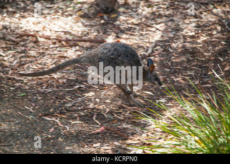 Wallaby in natural habitat at Flinders Chase National Park on Kangaroo Island, Australia Stock Photo