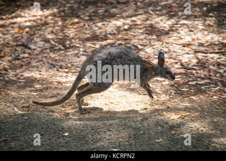 Wallaby in natural habitat at Flinders Chase National Park on Kangaroo Island, Australia Stock Photo