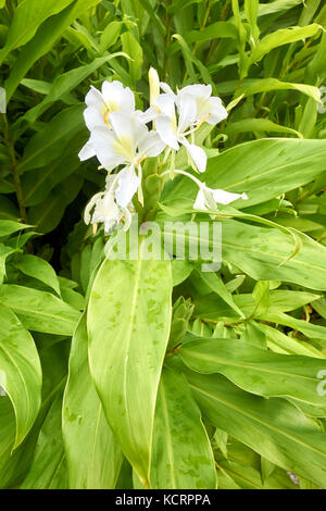 White autumn flowers of the exotic white garland-lily, Hedychium coronarium (National flower of cuba), with green leaves. Stock Photo