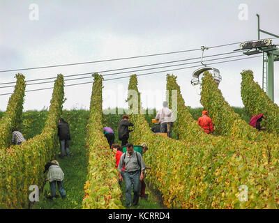 rheingau rauenthal alamy