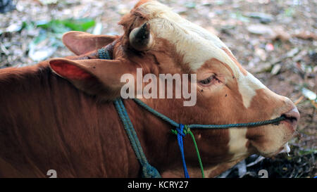 The Bali cattle (Bos javanicus domesticus) also known as Balinese cattle are a domesticated form of the Javan banteng. Stock Photo