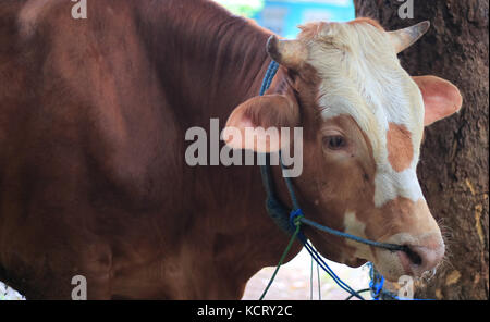 The Bali cattle (Bos javanicus domesticus) also known as Balinese cattle are a domesticated form of the Javan banteng. Stock Photo