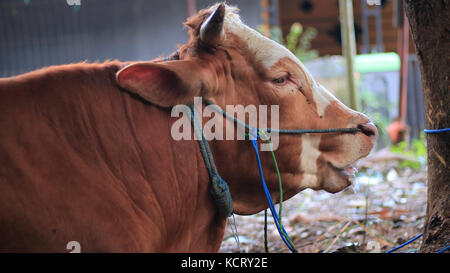 The Bali cattle (Bos javanicus domesticus) also known as Balinese cattle are a domesticated form of the Javan banteng. Stock Photo