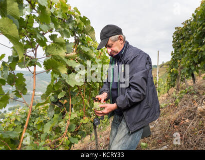 Grape picker  harvesting grapes for next years vine. Near the town Zell in Moselle valley Stock Photo