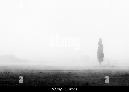 An isolated cypress in the midst of fog Stock Photo