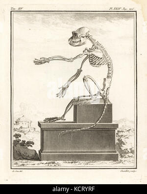 African macaque species, Cercopithecus angolensis major. Skeleton. Copperplate engraving by Chevillet after an illustration by Jacques de Seve from Georges-Louis Leclerc, Comte de Buffon's Histoire Naturelle, Imprimerie Royale, Paris, 1766. Stock Photo