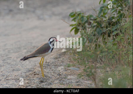 Red-wattled Lapwing, Vanellus indicus, Charadriidae. Rajaji National Park, Haridwar, India, Asia Stock Photo