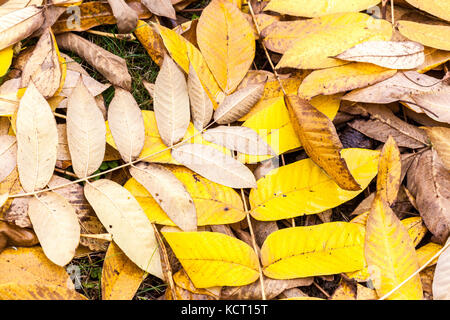 Juglans cathayensis, Chinese Walnut, yellow autumn fallen leaves Stock Photo