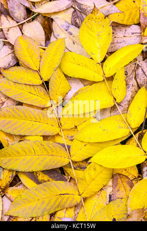 Juglans cathayensis, Chinese Walnut, yellow autumn fallen leaves Stock Photo