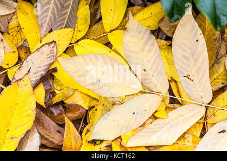 Juglans cathayensis, Chinese Walnut, yellow autumn fallen leaves Stock Photo