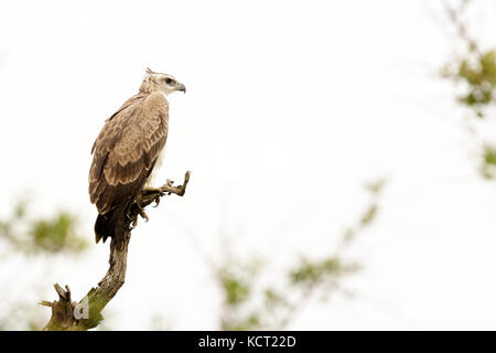 Martial Eagle (Polemaetus bellicosus) on tree branch, Kruger National Park, South Africa Stock Photo