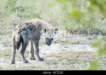 Spotted hyena (Crocuta crocuta) cub, standing on savanna, looking back, Kruger National Park, South Africa, Stock Photo