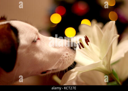 dog sniffing a flower Stock Photo