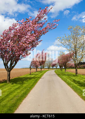 pink flowering cherry trees along a farm driveway with cut grass and potato rows under a blue springtime sky in the yorkshire wolds Stock Photo