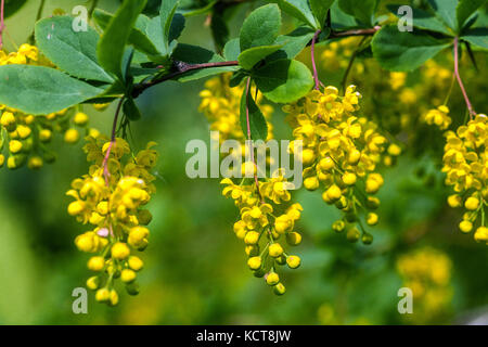 Korean Barberry Berberis koreana close up Stock Photo