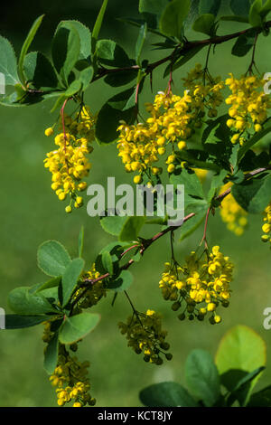 Korean Barberry Berberis koreana close up Stock Photo