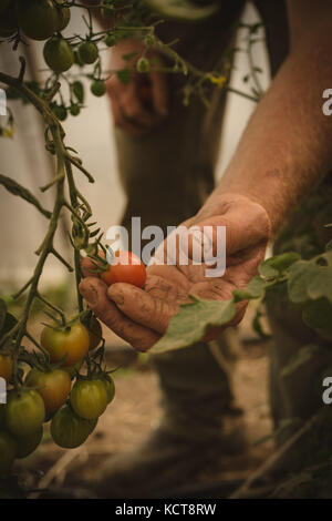 Close-up of farmer harvesting vegetables in greenhouse Stock Photo