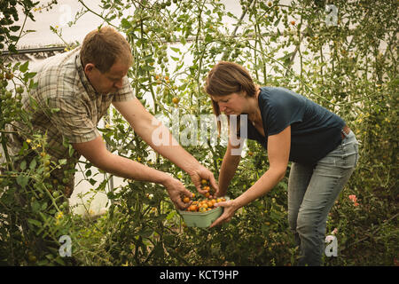 Two farmers harvesting vegetables in field Stock Photo