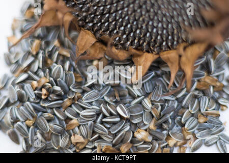 close up macro sunflower seeds and head Stock Photo