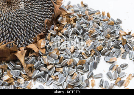 sunflower heads harvest seeds