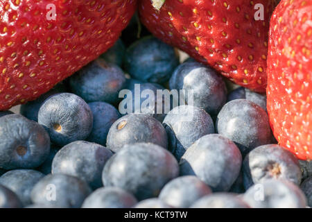 Blueberries and Strawberry background Stock Photo