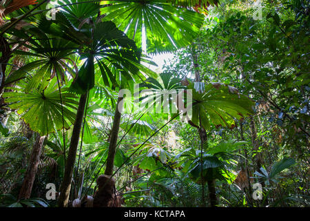Australian Fan Palms (Licuala ramsayi). Lot 353 Hickory Road. Rainforest Trust Australia. Cow Bay. Daintree National Park. Queensland. Stock Photo