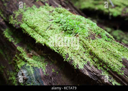 Moss on fallen timber. Lot 353 Hickory Road. Rainforest Trust Australia. Cow Bay. Daintree National Park. Queensland. Australia. Stock Photo