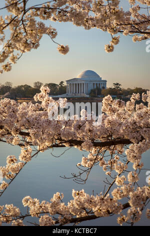 Cherry blossoms at dawn with the Jefferson Memorial beyond, Washington DC USA Stock Photo