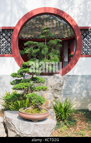 Bonsai tree in front of a white wall and traditional circular wi Stock Photo