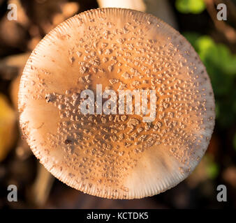 Amanita regalis mushroom growing in the forest Stock Photo
