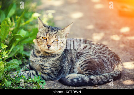 Cat lays outdoors in summer Stock Photo