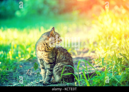 Car relaxing outdoor on the grass in summer Stock Photo