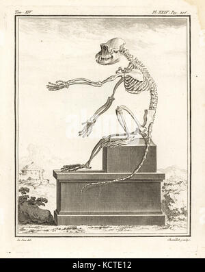 African macaque species, Cercopithecus angolensis major. Skeleton. Copperplate engraving by Chevillet after an illustration by Jacques de Seve from Georges-Louis Leclerc, Comte de Buffon's Histoire Naturelle, Imprimerie Royale, Paris, 1766. Stock Photo