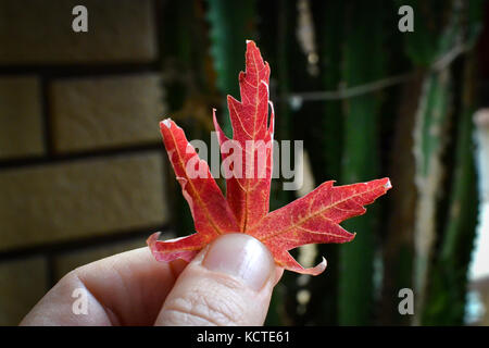 hand holding isolated red maple leaf as symbol of autumn Stock Photo