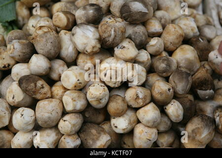 Asiatische Pilze - Strohpilz Hed Fang Stock Photo