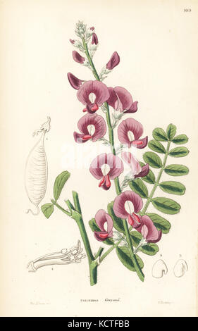 Captain Grey's swainsonia or darling pea, Swainsona greyana. Handcoloured copperplate engraving by G. Barclay after Miss Sarah Drake from John Lindley and Robert Sweet's Ornamental Flower Garden and Shrubbery, G. Willis, London, 1854. Stock Photo