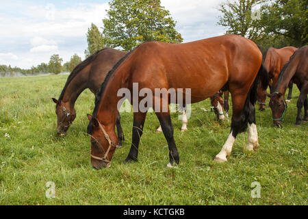 horses eating grass  Stock Photo