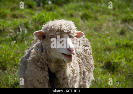 sheep farm in pampas argentina, province of santa fe Stock Photo