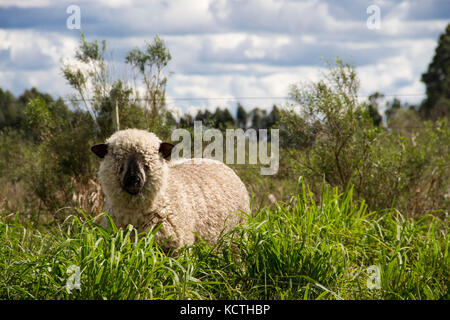 sheep farm in pampas argentina, province of santa fe Stock Photo